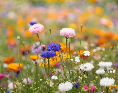 Logotrade werbemittel das Foto: DIN A4 Wildblumen-Samenpapier