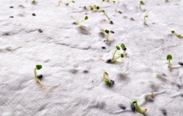 Logo trade corporate gifts picture of: A6 wildflower seed paper sheet